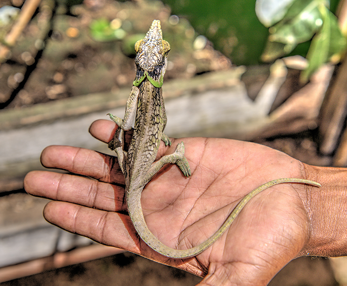 Mult chameleon